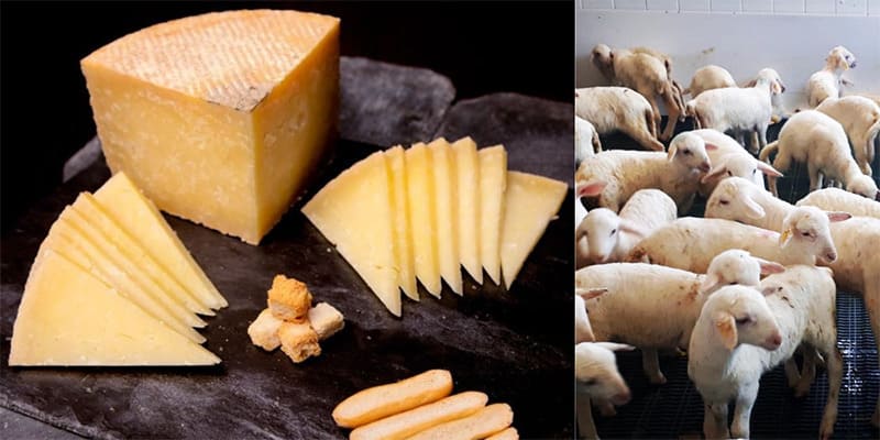 ¿Queso de Cabra o de Oveja? ¿Queso de Cabra o de Oveja?