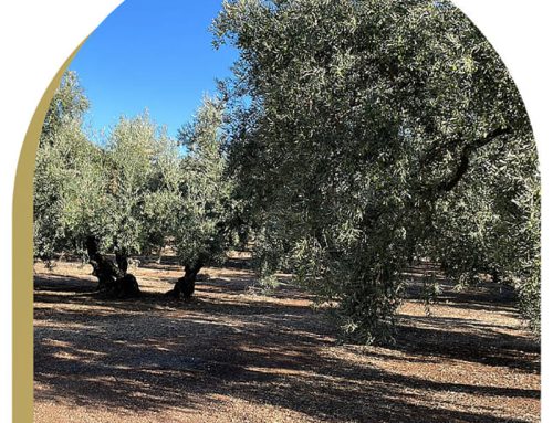 Oleum Alcazaba: el Aceite de Oliva Virgen Extra Ecológico Premium del Mediterráneo que Conquista Europa